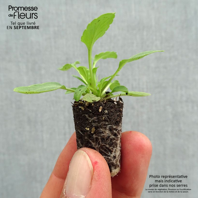 Amostra de Pensée retombante VIOLET WING  Mini-motte Mini-motte Ø 1,5/2,5 cm tal como entregue no outono