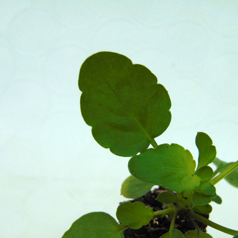 Amor-perfeito Cool Wave Raspberry - Viola hybrida (Folhagem)