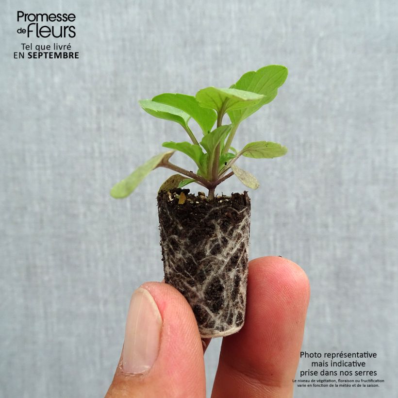 Amostra de Pensée retombante Cool Wave  Raspberry Mini-motte Mini-motte Ø 1,5/2,5 cm tal como entregue no outono