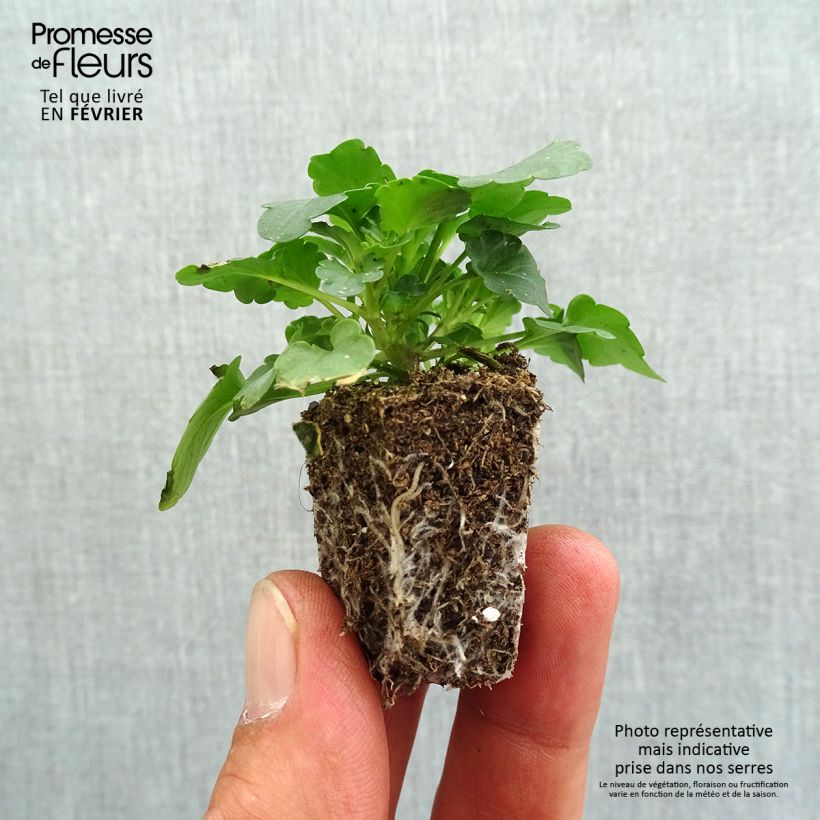 Amostra de Pensée retombante Cool Wave® Red Wing - Viola wittrockiana  Jardimotte : motte 3,8 cm x 3,2 cm en plaque de culture par 16 tal como entregue no outono