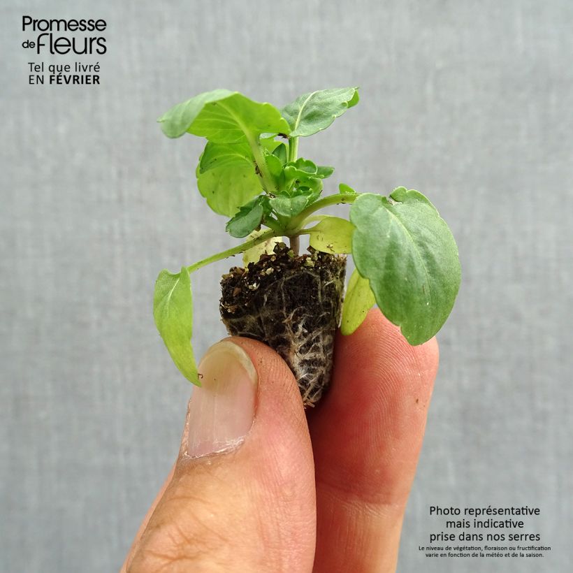 Amostra de Pensée retombante Cool Wave White Mini-motte Minimotte : motte 2,2 cm x 2 cm en plaque de culture par 35 tal como entregue no outono