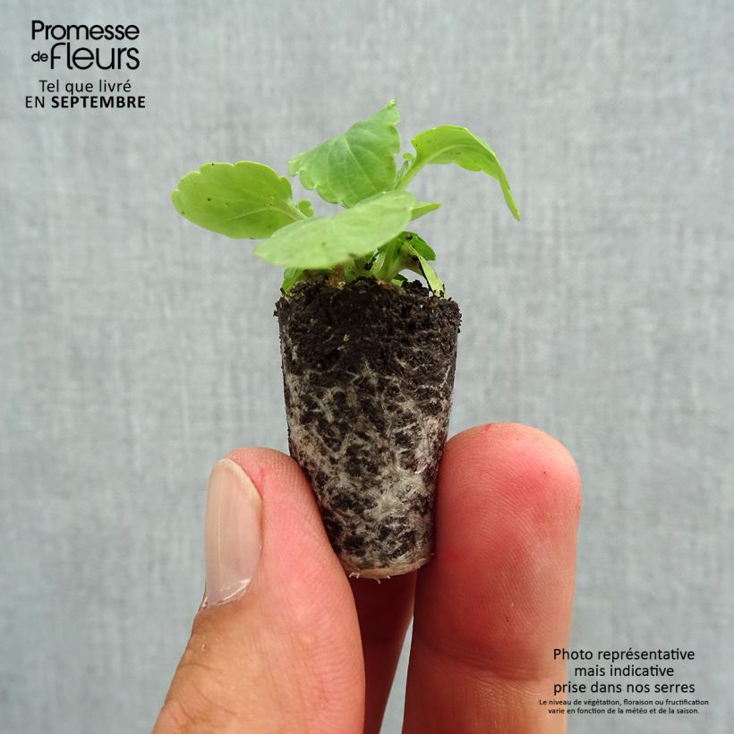 Amostra de Pensée retombante Cool Wave White Mini-motte Mini-motte Ø 1,5/2,5 cm tal como entregue no outono