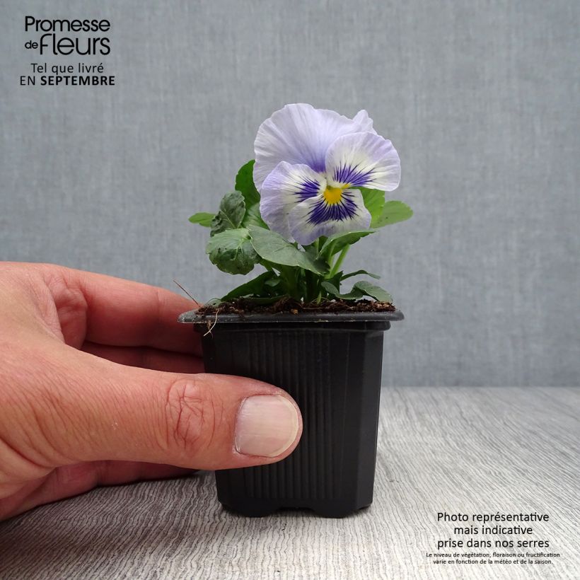 Amostra de Pensées à fleurs moyennes Prim'Up Ocean Mix en mélange Mini-motte Godet de 7/8 cm tal como entregue no outono