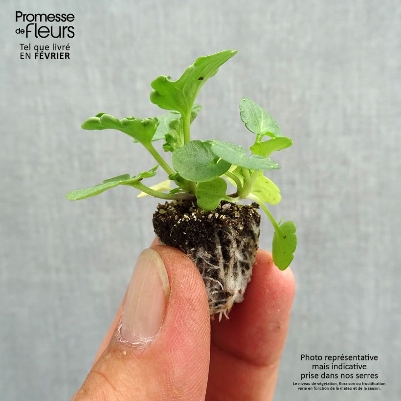 Amostra de Pensées à fleurs moyennes Prim'Up Ocean Mix en mélange Mini-motte Minimotte : motte 2,2 cm x 2 cm en plaque de culture par 35 tal como entregue no outono