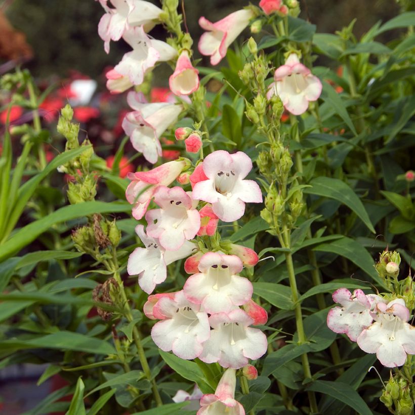 Penstemon Apple Blossom (Floração)