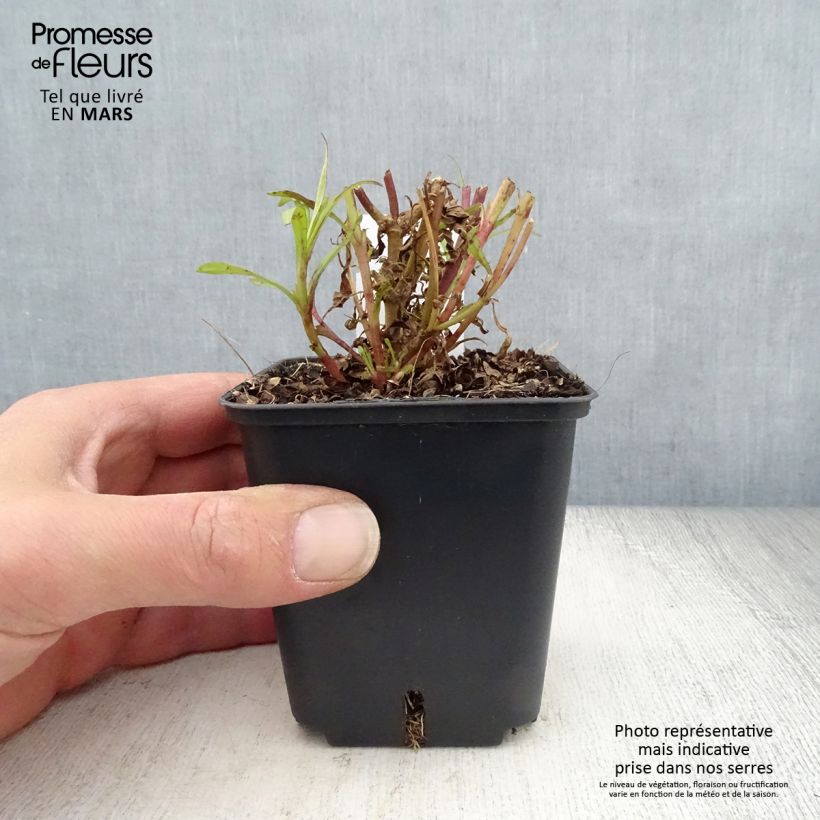 Amostra de Penstemon Apple Blossom Vaso de 8/9 cm tal como entregue na primavera