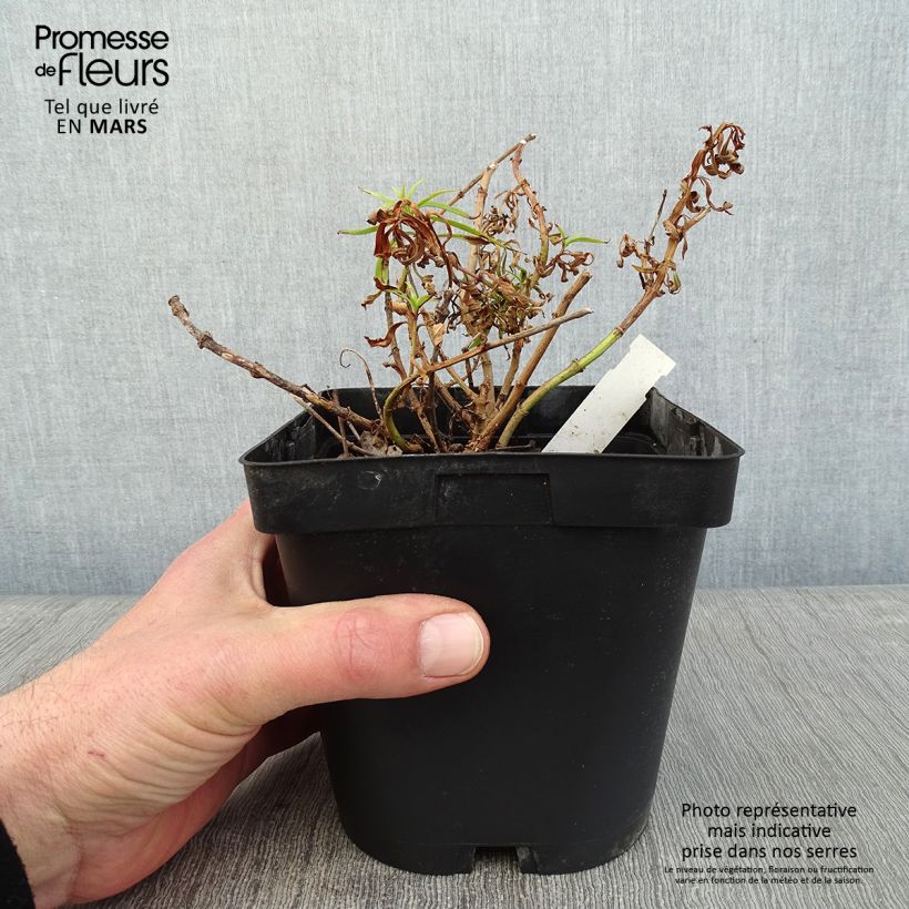 Amostra de Penstemon Apple Blossom Vaso de 2 L/3 L tal como entregue no inverno