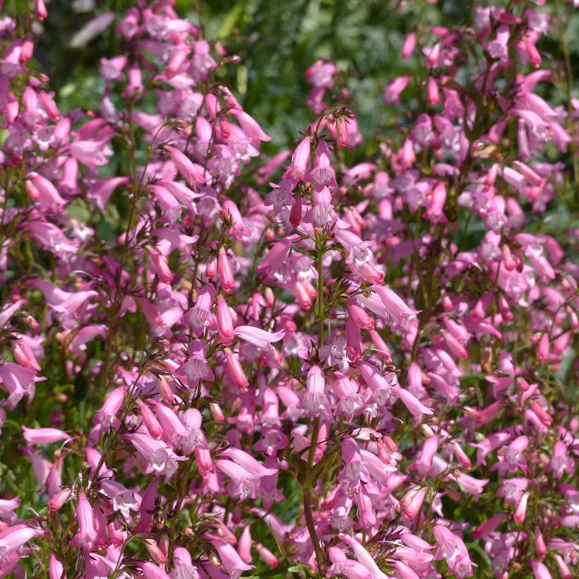 Penstemon Evelyn (Floração)
