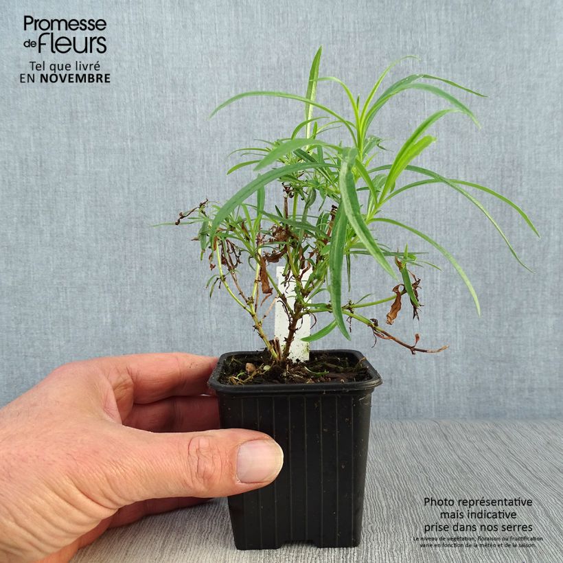 Amostra de Penstemon Evelyn Vaso de 8/9 cm tal como entregue no outono