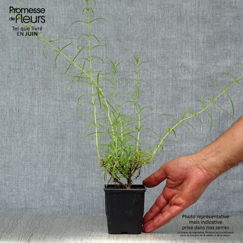 Amostra de Penstemon Evelyn Vaso de 8/9 cm tal como entregue no verão