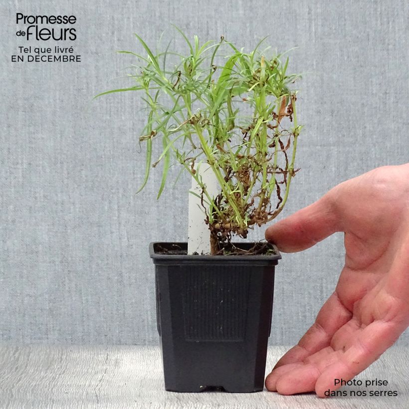 Amostra de Penstemon Evelyn Vaso de 8/9 cm tal como entregue no inverno