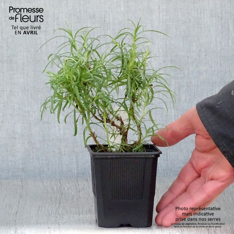 Amostra de Penstemon Evelyn Vaso de 8/9 cm tal como entregue na primavera