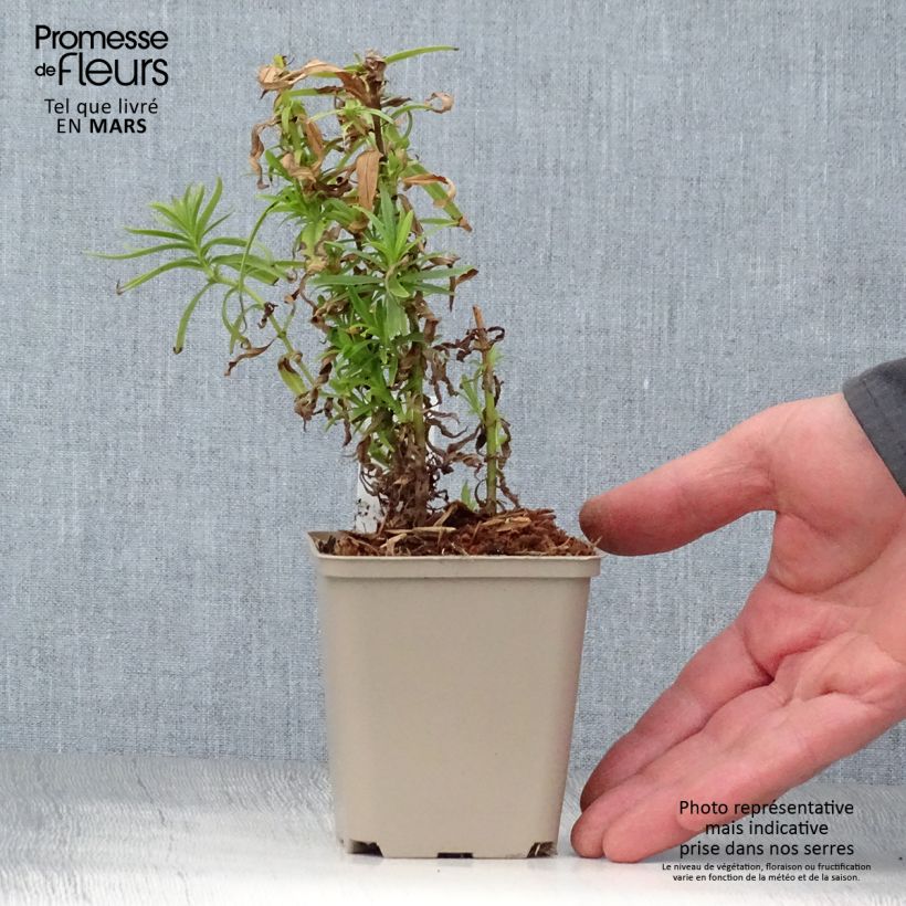 Amostra de Penstemon Harlequin Magenta - Galane Pot de 2L/3L tal como entregue na primavera