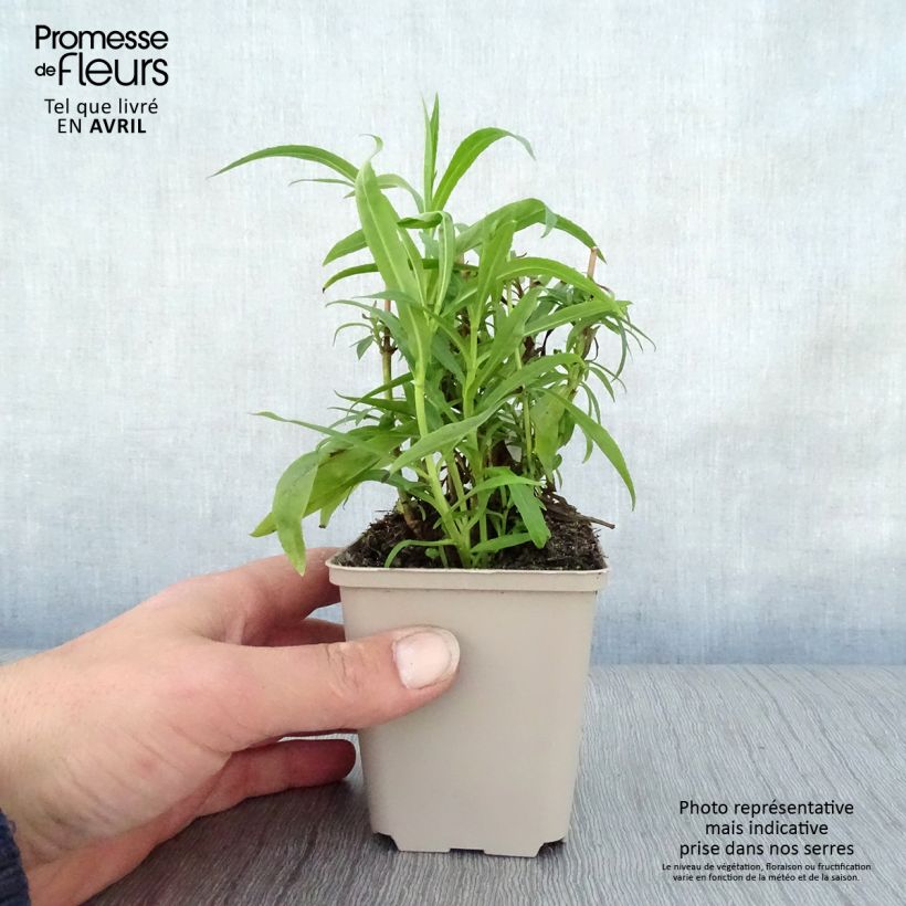 Amostra de Penstemon Harlequin Vermelho Vaso de 8/9 cm tal como entregue na primavera