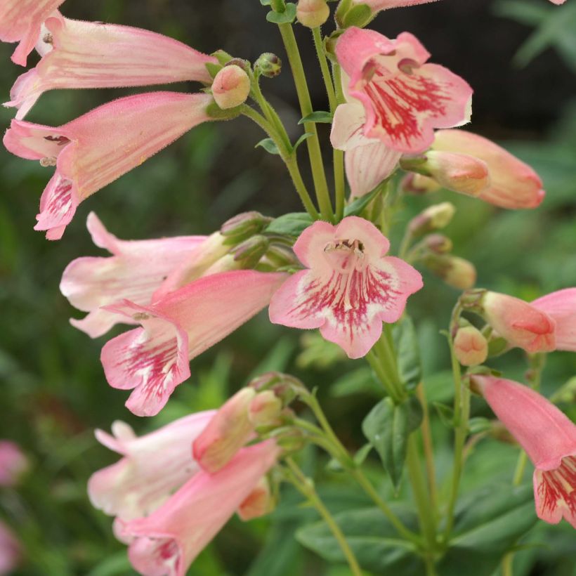 Penstemon Hewell Pink Bedder (Floração)