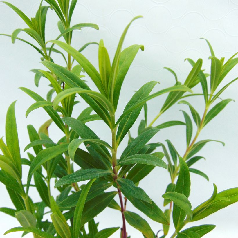 Penstemon Hewell Pink Bedder (Folhagem)