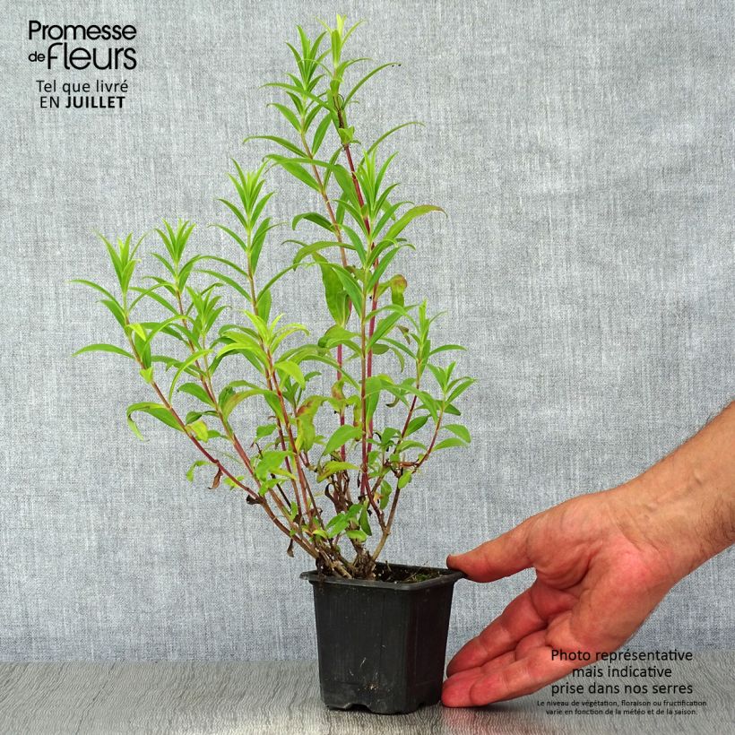 Amostra de Penstemon Hewell Pink Bedder Vaso de 8/9 cm tal como entregue no verão