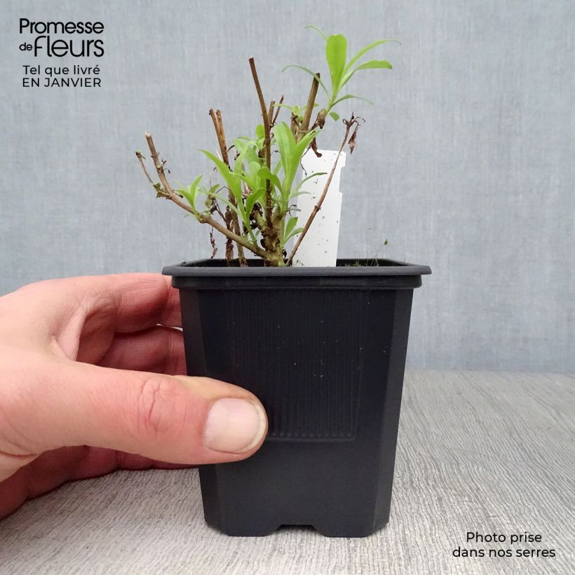 Amostra de Penstemon Hewell Pink Bedder - Galane Vaso de 8/9 cm tal como entregue no inverno