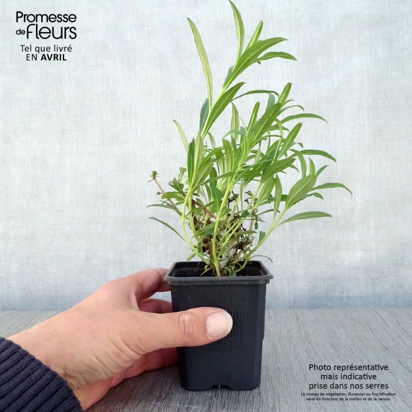 Amostra de Penstemon Hewell Pink Bedder Vaso de 8/9 cm tal como entregue na primavera