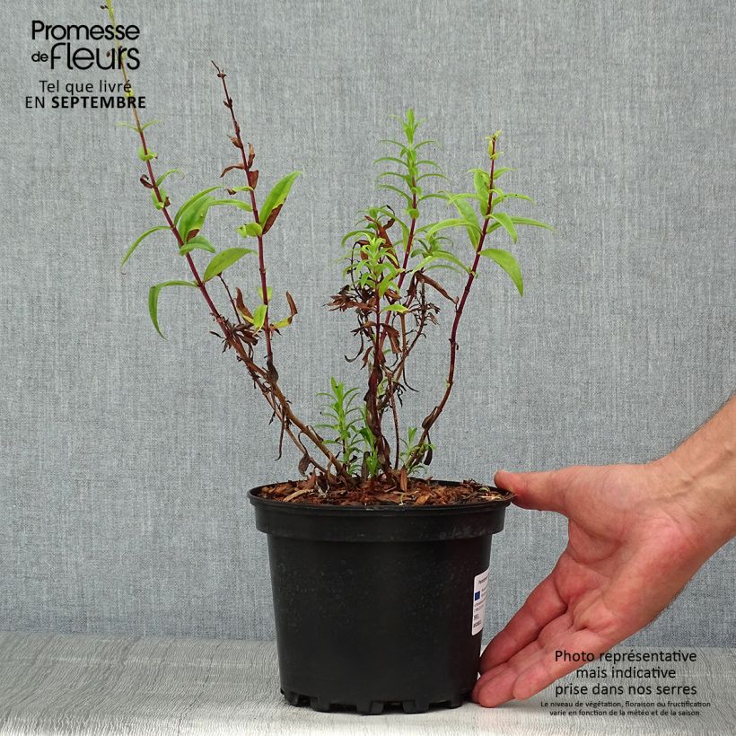 Amostra de Penstemon Hewell Pink Bedder Vaso de 2 L/3 L tal como entregue no verão