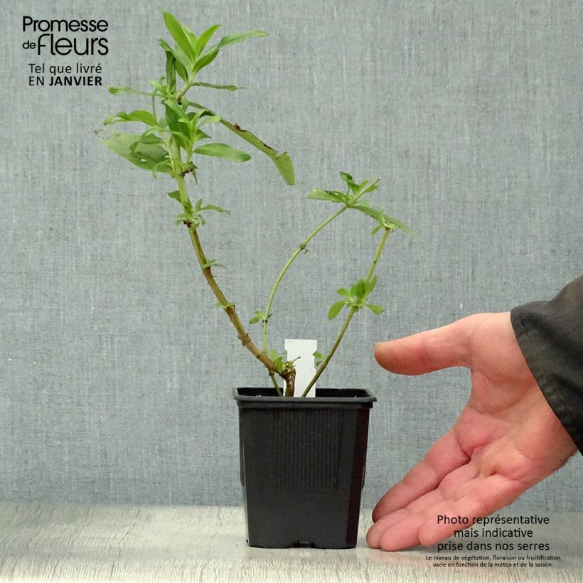 Amostra de Penstemon Le Phare Vaso de 8/9 cm tal como entregue no inverno