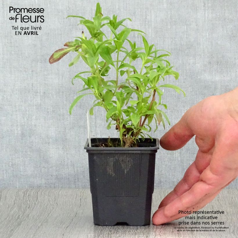 Amostra de Penstemon Le Phare Vaso de 8/9 cm tal como entregue na primavera