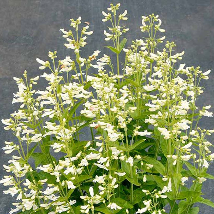 Penstemon Nova Pearl (Floração)