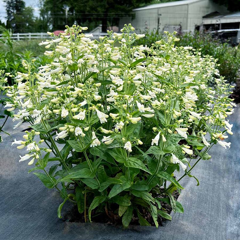 Penstemon Nova Pearl (Hábito)
