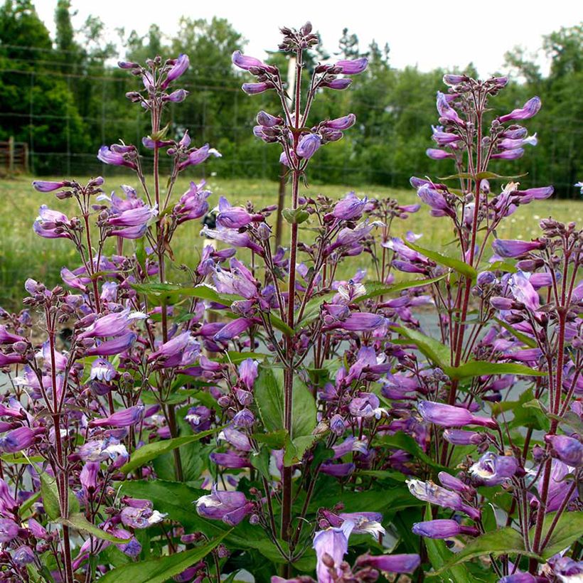 Penstemon Nova Twilight (Floração)