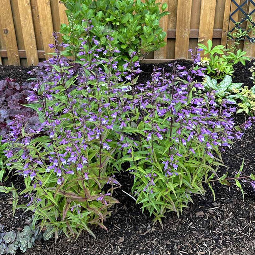 Penstemon Nova Twilight (Hábito)