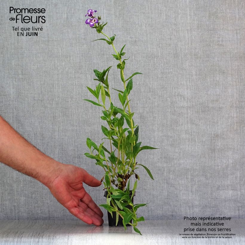 Amostra de Penstemon Pensham Czar Vaso de 8/9 cm tal como entregue no verão