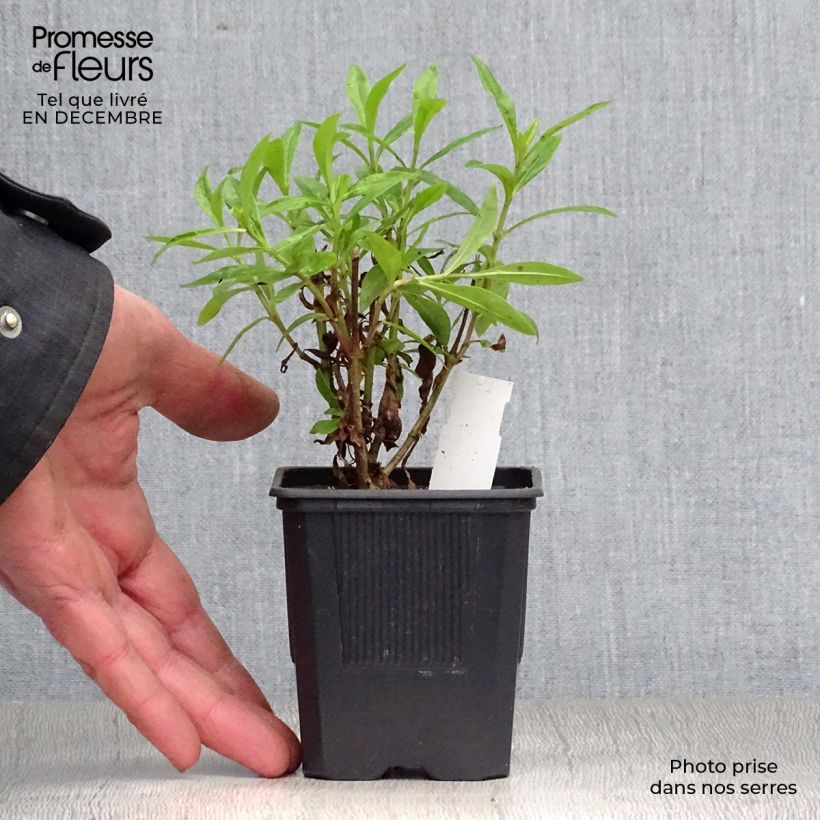 Amostra de Penstemon Pensham Czar Vaso de 8/9 cm tal como entregue no inverno