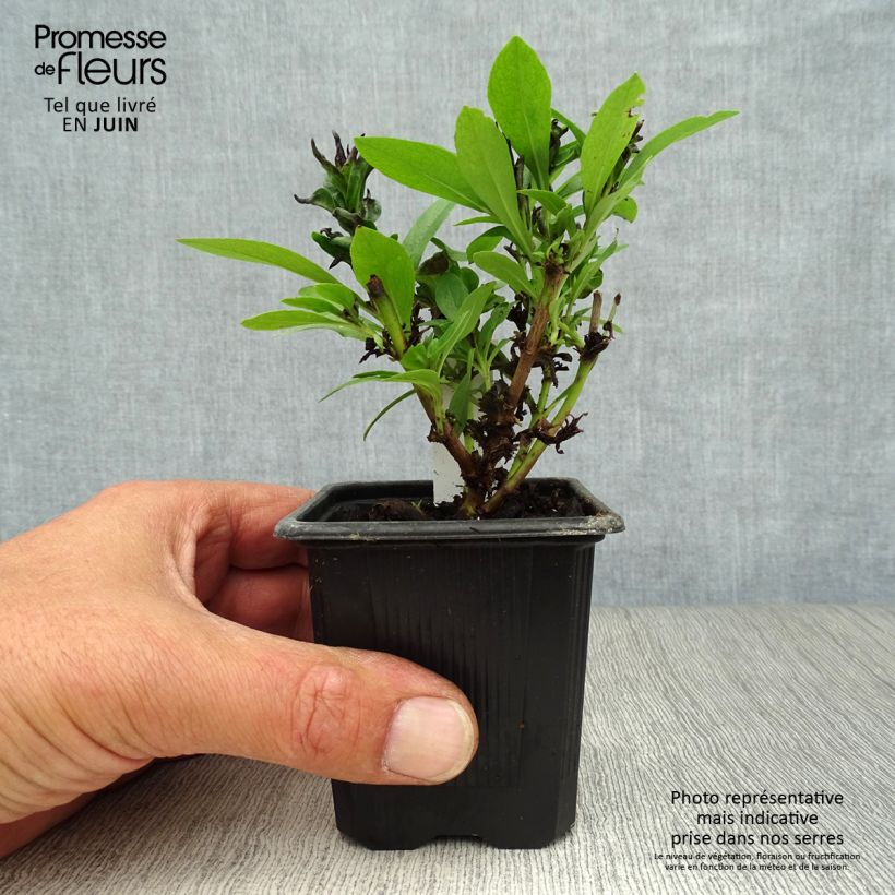 Amostra de Penstemon Pensham Laura Vaso de 8/9 cm tal como entregue no verão