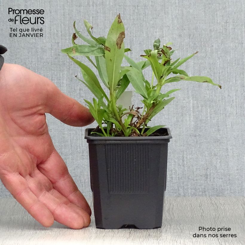 Amostra de Penstemon Pensham Laura Vaso de 8/9 cm tal como entregue no inverno