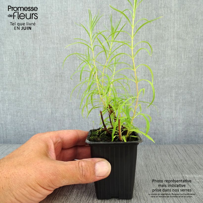 Amostra de Penstemon Polaris Rosa Vaso de 7/8 cm tal como entregue no verão