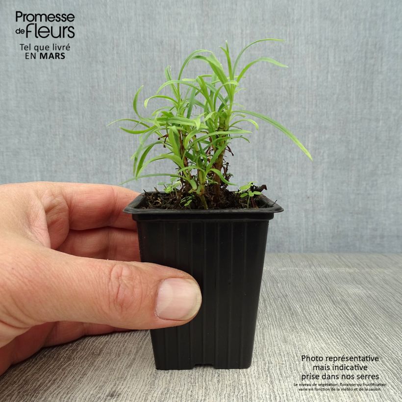 Amostra de Penstemon Polaris Rosa Vaso de 7/8 cm tal como entregue na primavera