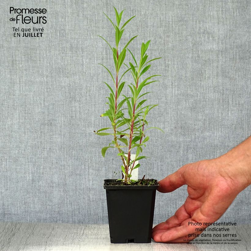 Amostra de Penstemon Purple Passion Vaso de 8/9 cm tal como entregue no verão