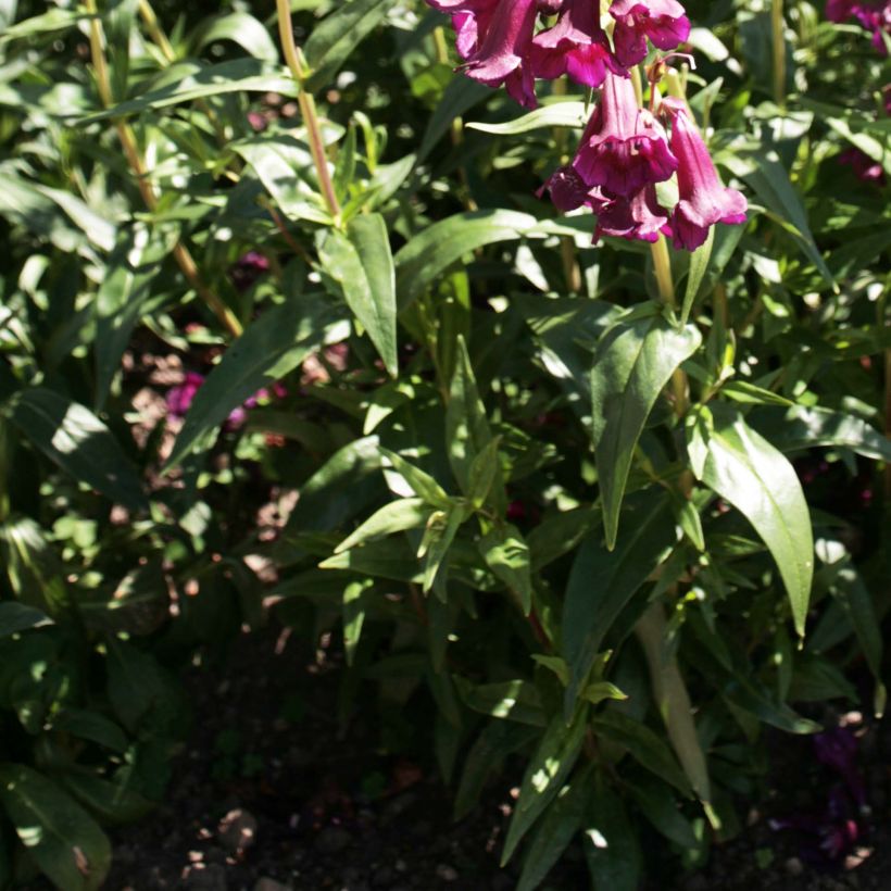 Penstemon Raven (Folhagem)