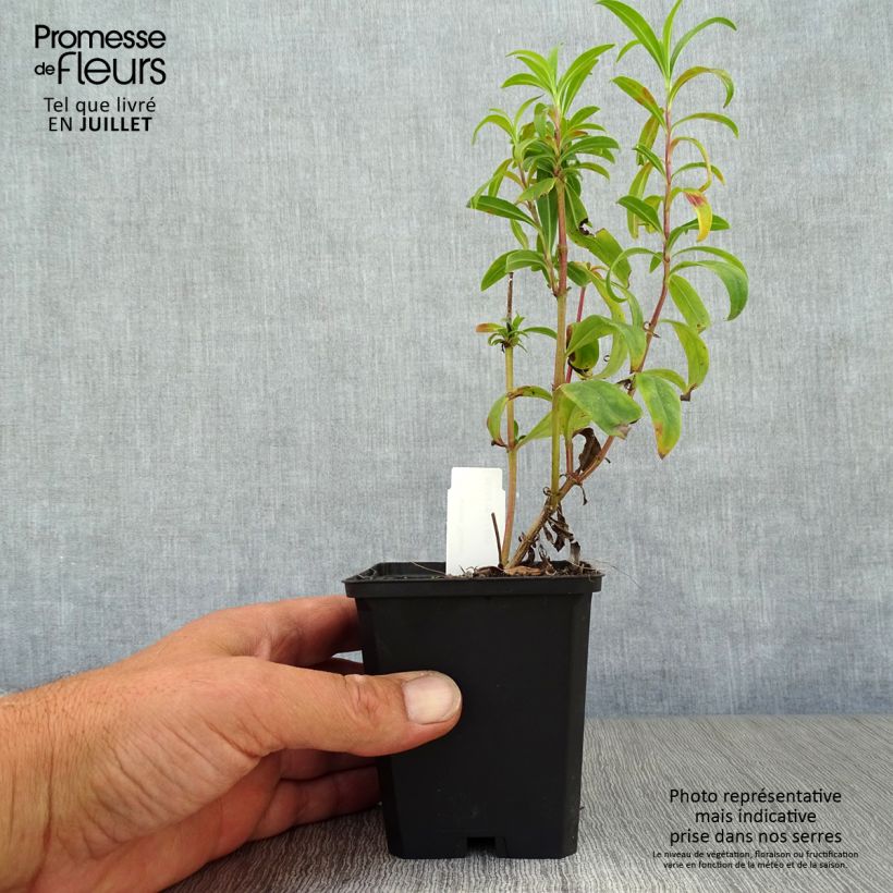 Amostra de Penstemon Raven Vaso de 8/9 cm tal como entregue no verão
