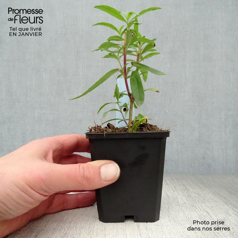 Amostra de Penstemon Raven Vaso de 8/9 cm tal como entregue no inverno