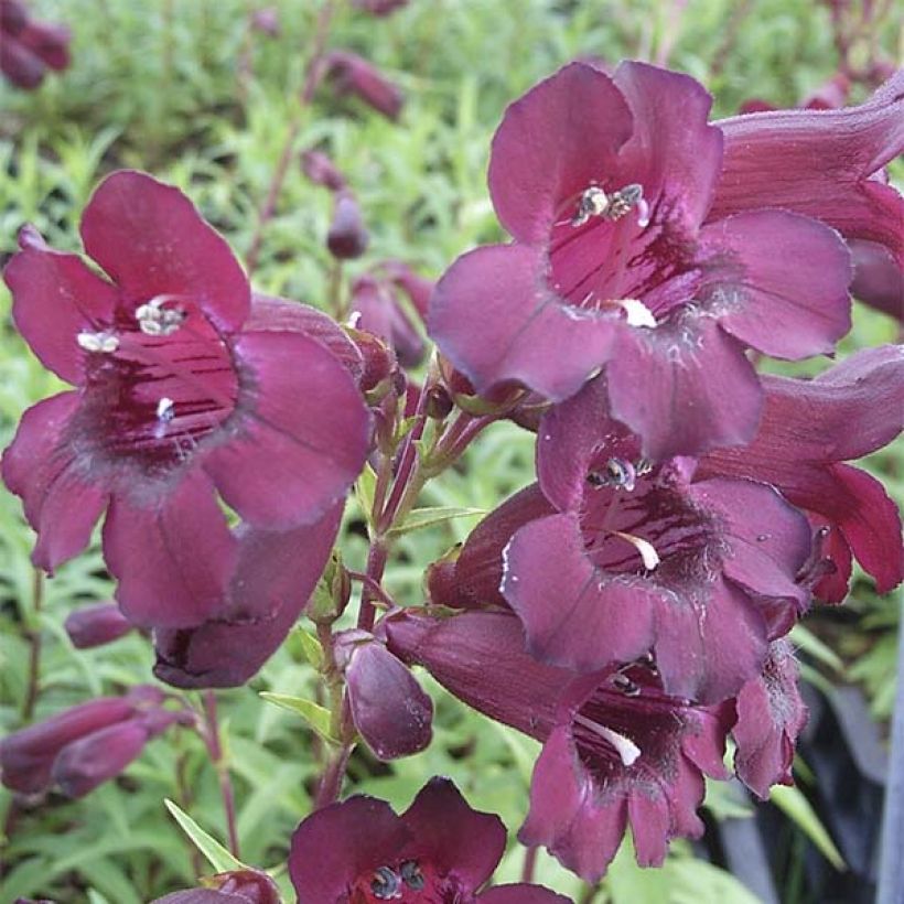 Penstemon Rich Ruby (Floração)