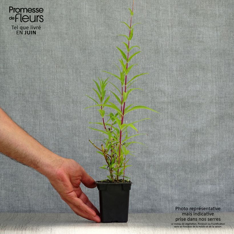 Amostra de Penstemon Rich Ruby Vaso de 7/8 cm tal como entregue no verão