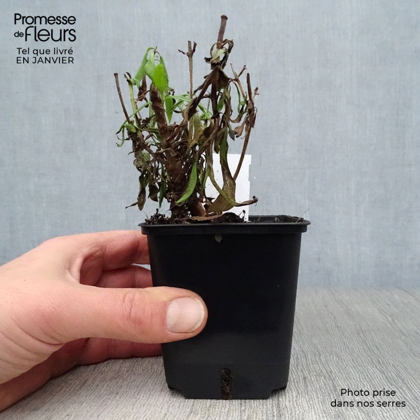 Amostra de Penstemon Rich Ruby - Galane Godet de 7/8 cm tal como entregue no inverno