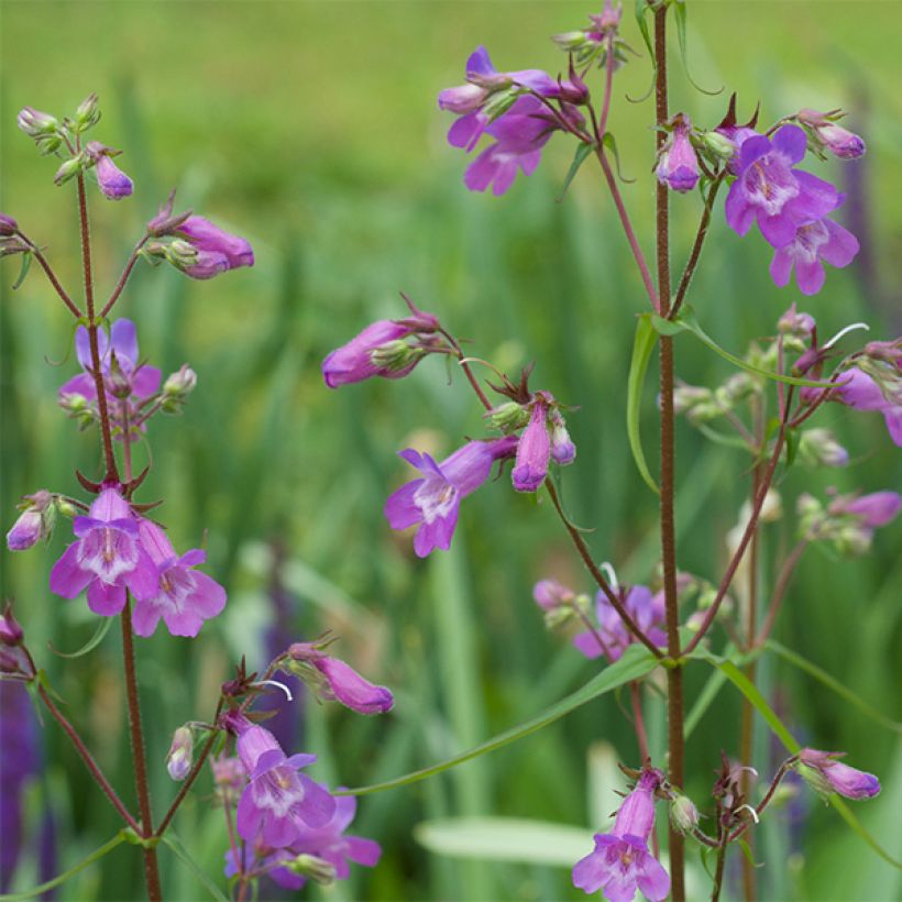Penstemon Sour Grapes (Floração)