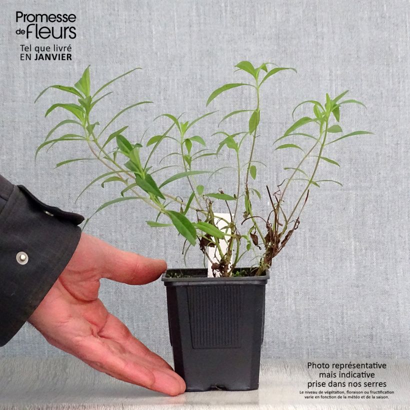 Amostra de Penstemon Souvenir d'Adrien Régnier - Galane Godet de 8/9 cm tal como entregue no inverno