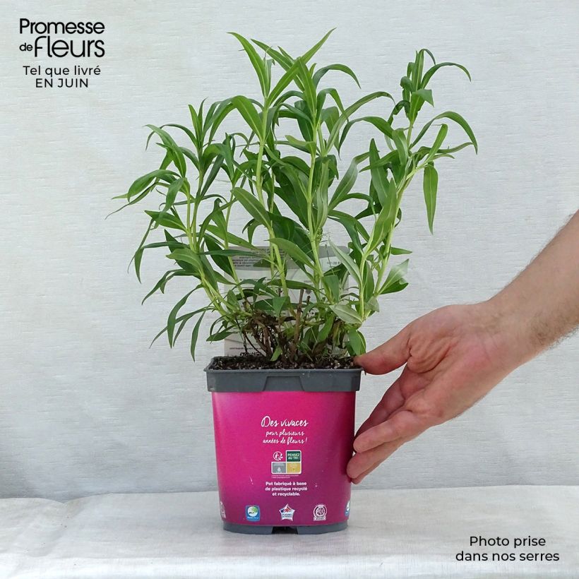 Amostra de Penstemon × heterophyllus Souvenir d'Adrien Régnier Vaso de 2 L/3 L tal como entregue no verão