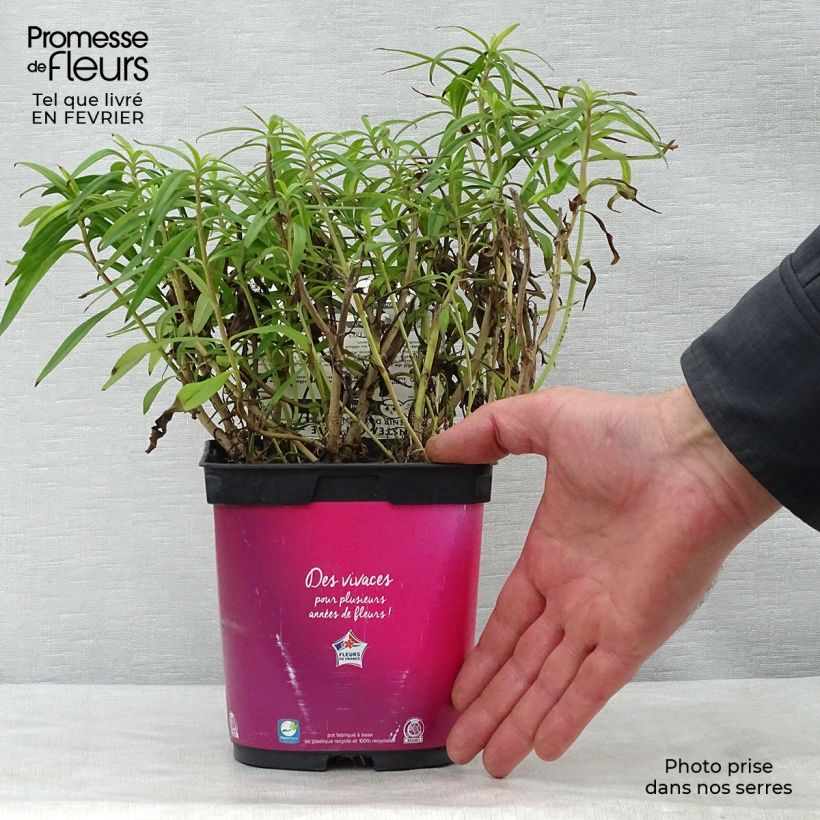 Amostra de Penstemon Souvenir d'Adrien Régnier - Galane Pot de 2L/3L tal como entregue no inverno