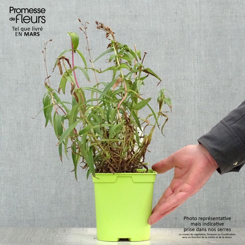 Amostra de Penstemon × heterophyllus Souvenir d'Adrien Régnier Vaso de 2 L/3 L tal como entregue na primavera