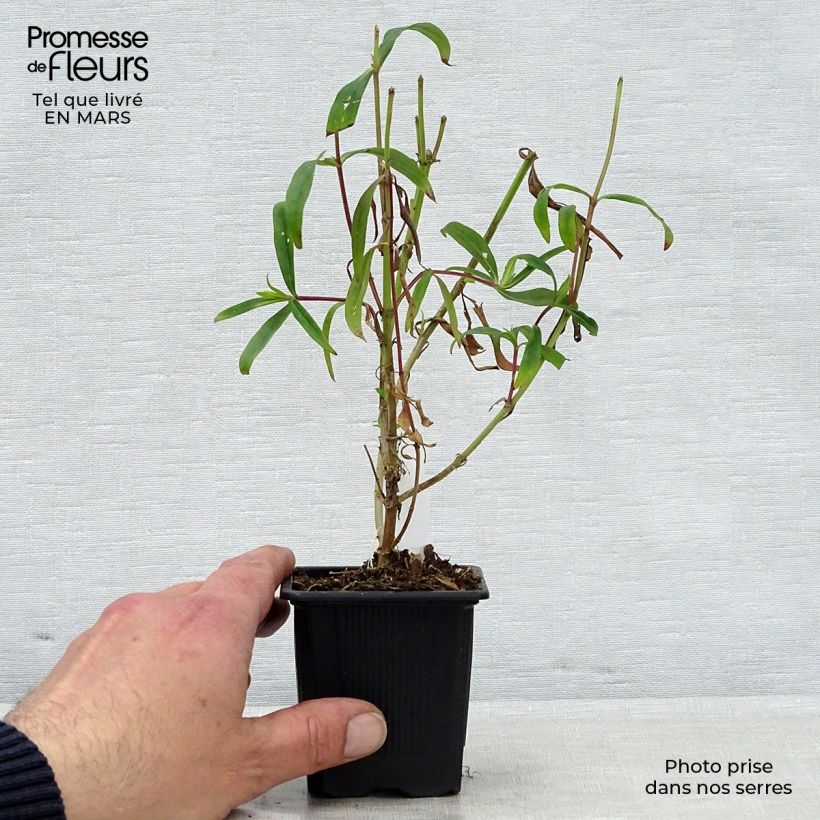 Amostra de Penstemon × heterophyllus Souvenir d'Adrien Régnier Vaso de 8/9 cm tal como entregue na primavera