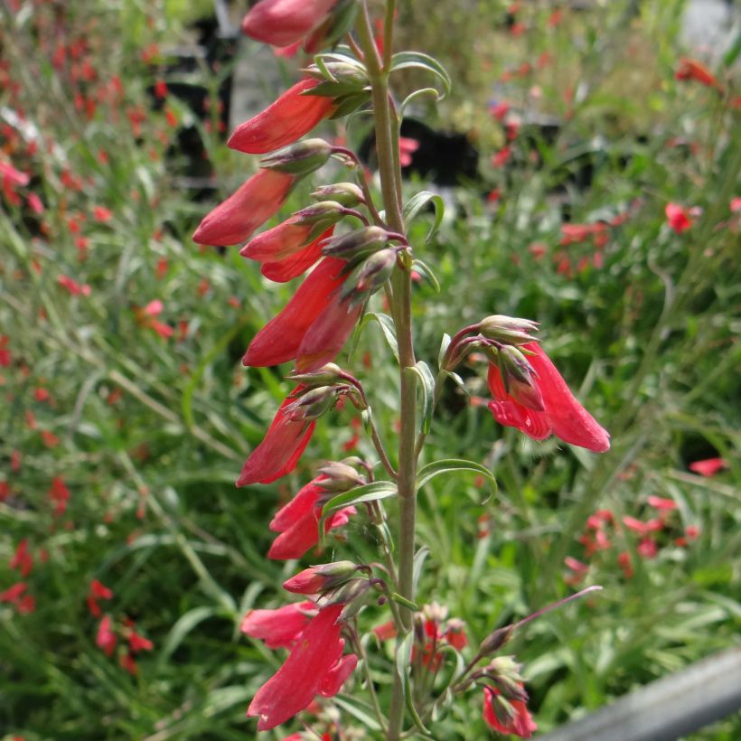 Penstemon barbatus Coccineus (Floração)